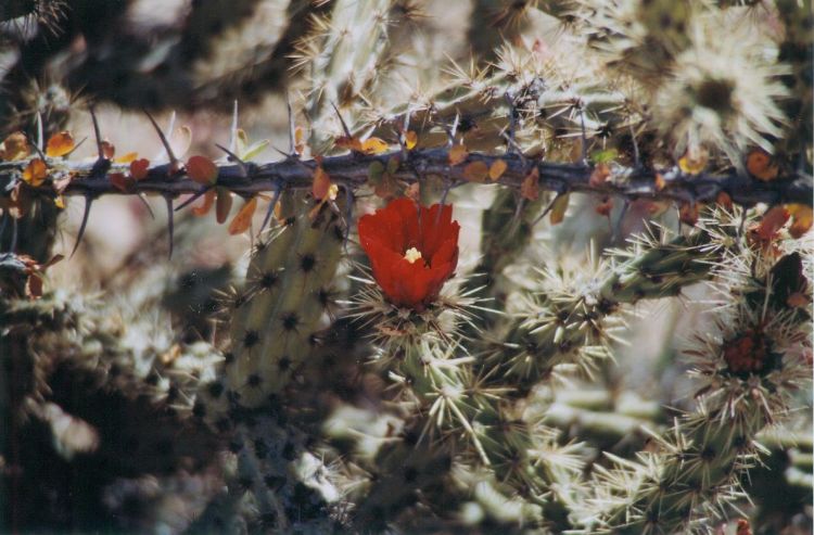 Organ Pipe NM